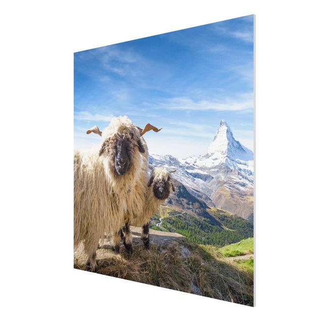 Tableau montagnes Moutons à nez noir de Zermatt