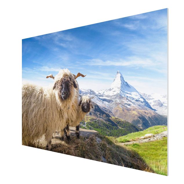 Tableau montagnes Moutons à nez noir de Zermatt