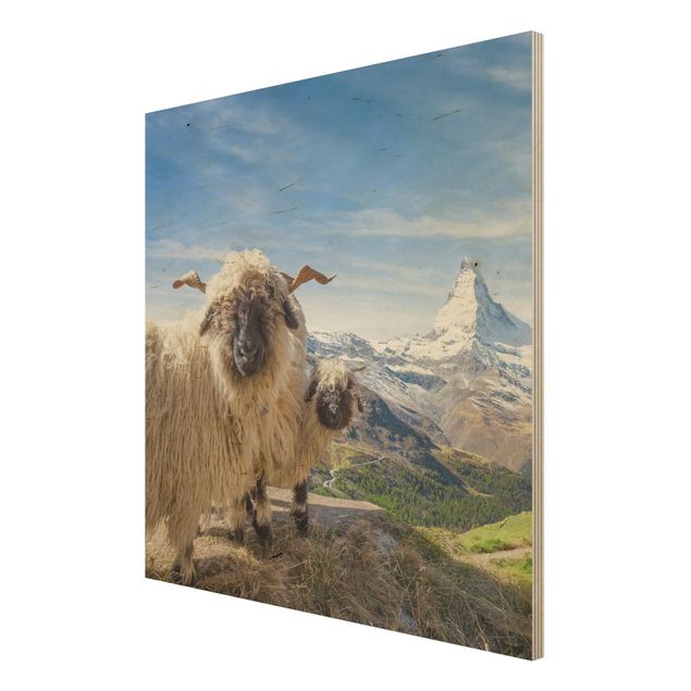 Tableaux Moutons à nez noir de Zermatt