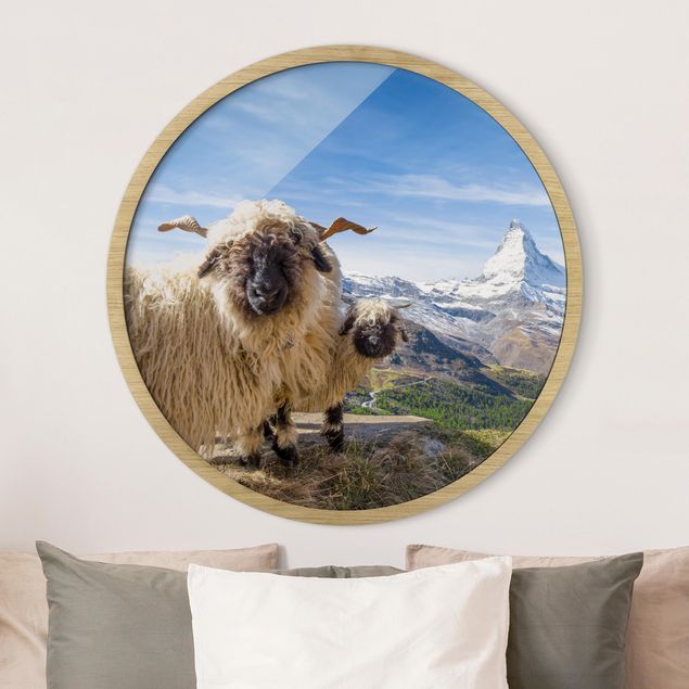 Tableaux paysage Moutons à nez noir de Zermatt