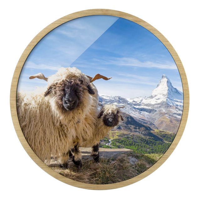 Tableau ville Moutons à nez noir de Zermatt