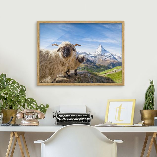 Tableau paysages Moutons à nez noir de Zermatt