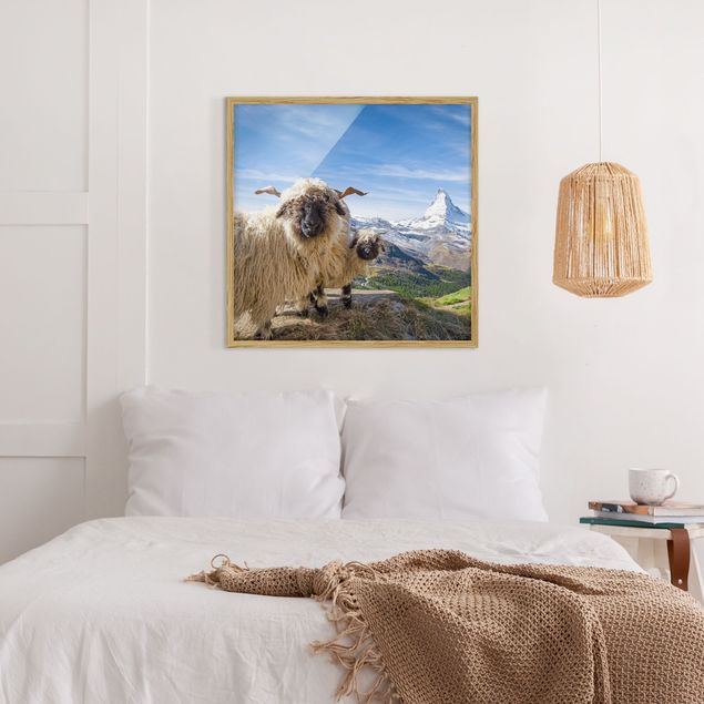 Tableau montagne Moutons à nez noir de Zermatt