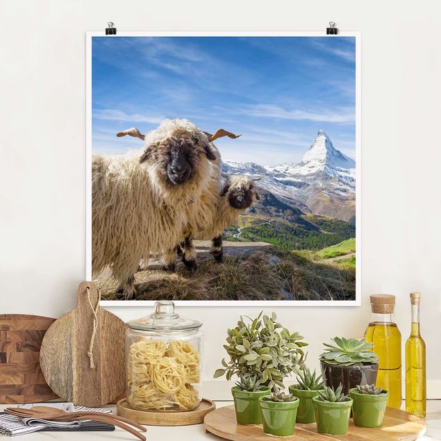 Déco mur cuisine Moutons à nez noir de Zermatt
