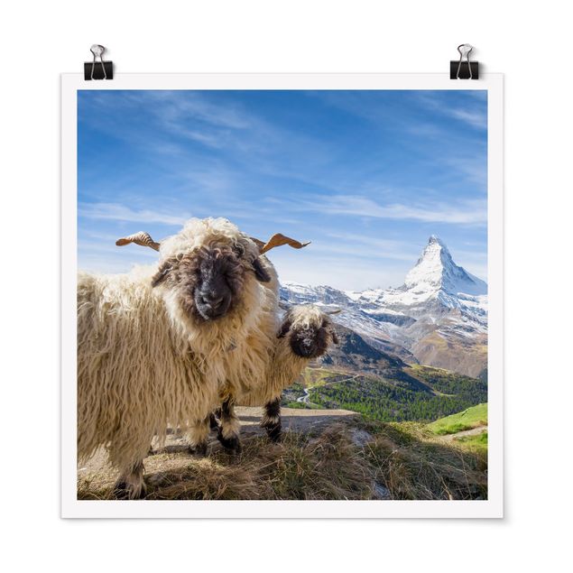 Tableaux Suisse Moutons à nez noir de Zermatt