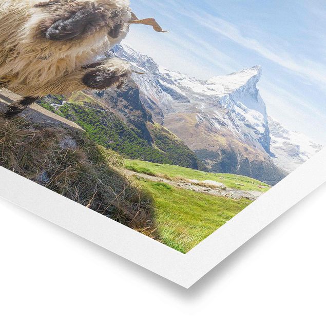 Tableaux moderne Moutons à nez noir de Zermatt