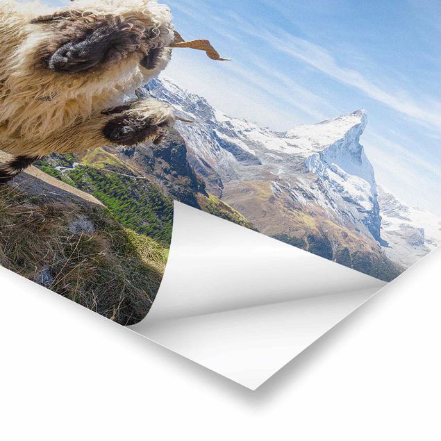 Tableau deco nature Moutons à nez noir de Zermatt