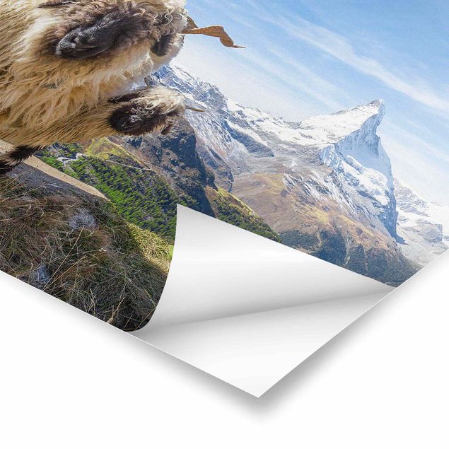 Tableau deco nature Moutons à nez noir de Zermatt