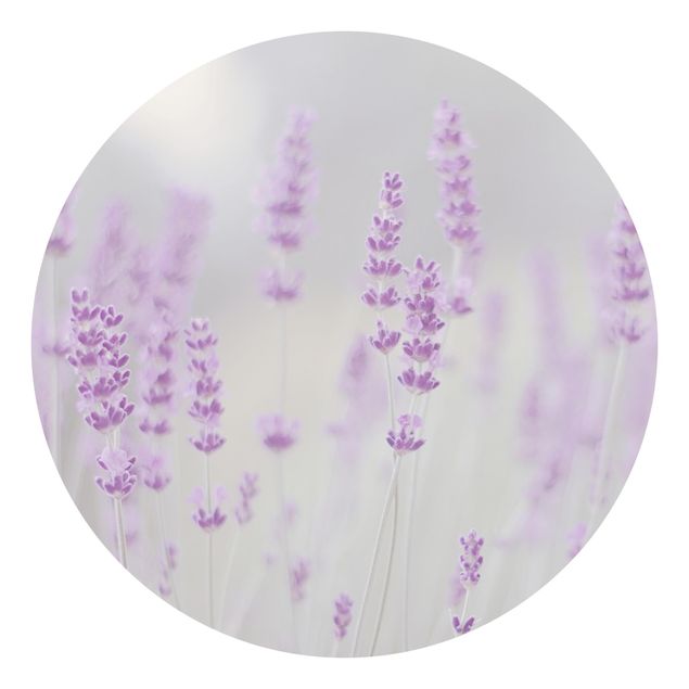 Papier peint maison de campagne Summer In A Field Of Lavender