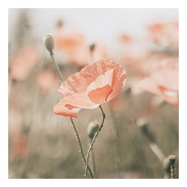 Tableau fleurs Sun-Kissed Poppy Fields