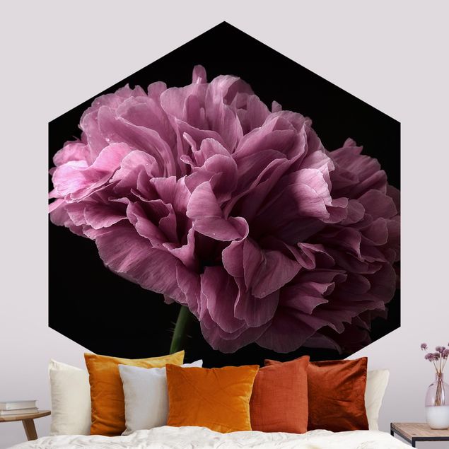 Papier peint fleur rose Pivoine fière devant le noir