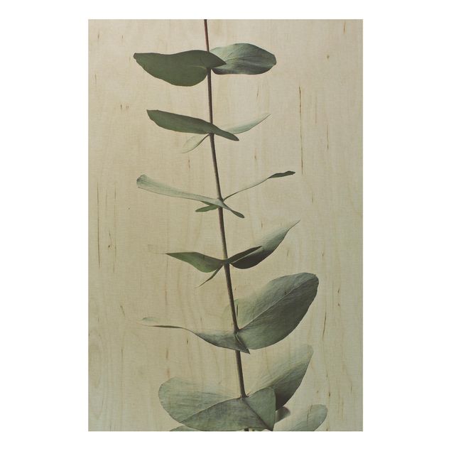 Tableaux en bois avec fleurs Brindille symétrique d'eucalytus