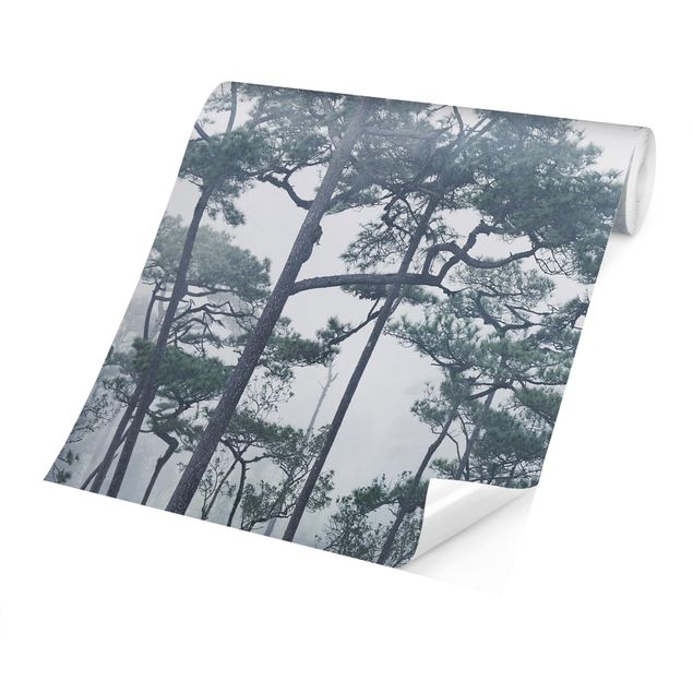 Papiers peints gris Cimes d'arbres dans le brouillard
