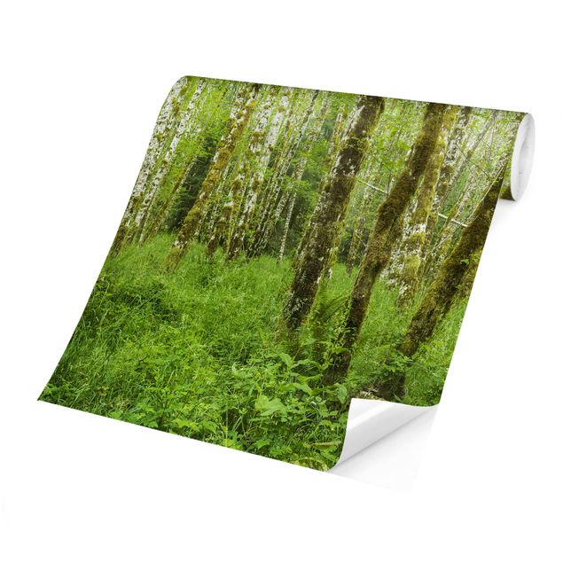 Papiers peints verts Parc national olympique de la forêt tropicale de Hoh