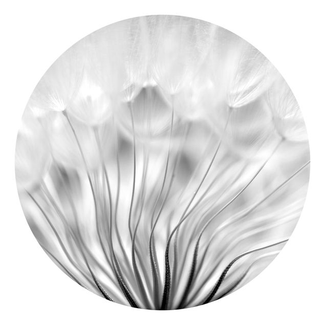 papier peint fleuri Magnifique pissenlit en noir et blanc