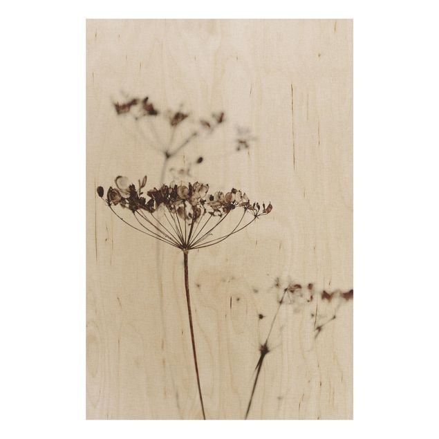 Tableaux en bois avec fleurs Fleur séchée et ombres