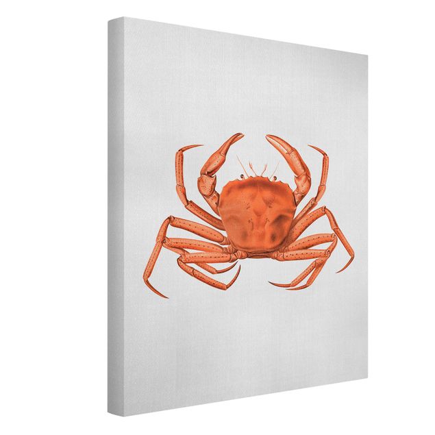 Tableaux mer Illustration vintage Crabe Rouge