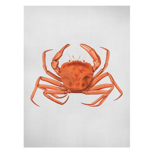 Toile poissons Illustration vintage Crabe Rouge