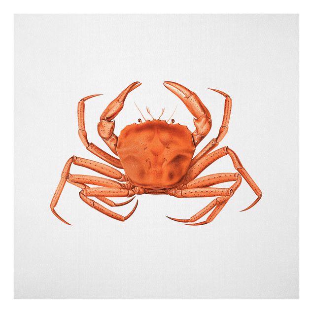 Tableaux moderne Illustration vintage Crabe Rouge