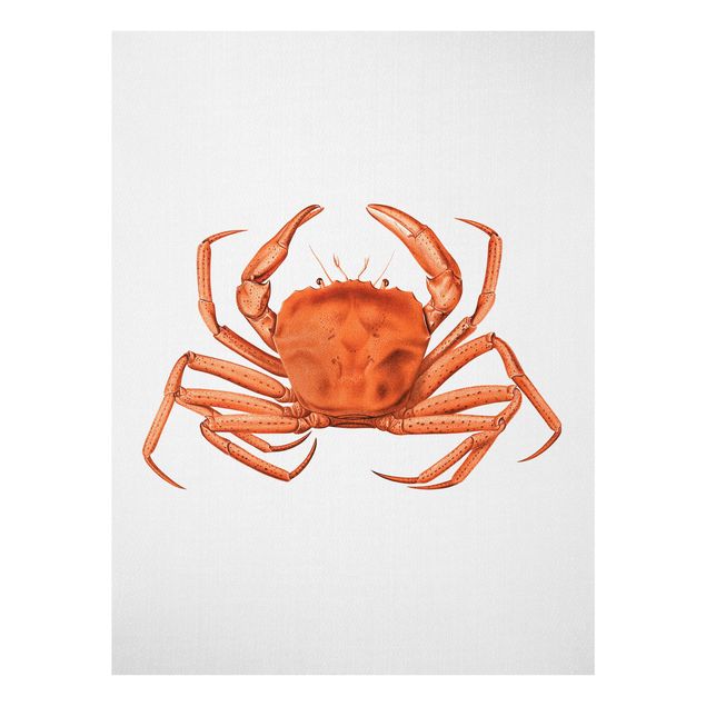 Tableaux moderne Illustration vintage Crabe Rouge