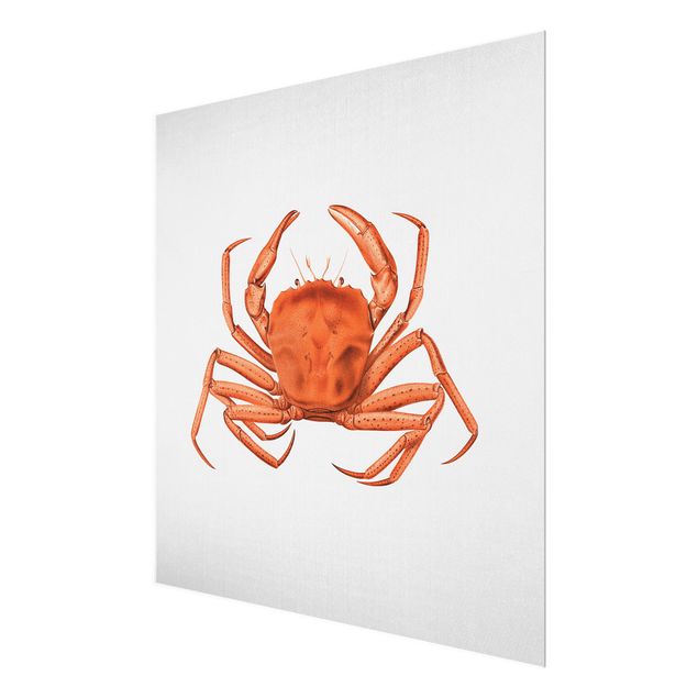 Cadre animaux Illustration vintage Crabe Rouge