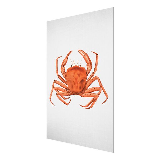 Cadre animaux Illustration vintage Crabe Rouge