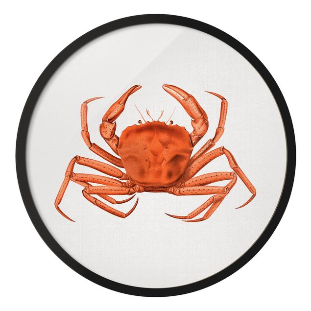 Tableau poisson Illustration vintage Crabe Rouge