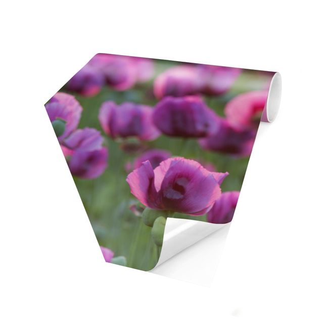 Papier peint hexagonal Prairie de coquelicots violets au printemps