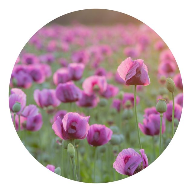 papier peint fleuri Prairie de coquelicots violets au printemps