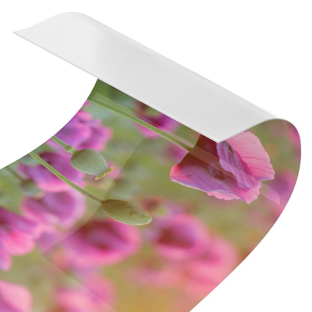Films autocollants Prairie de coquelicots violets au printemps