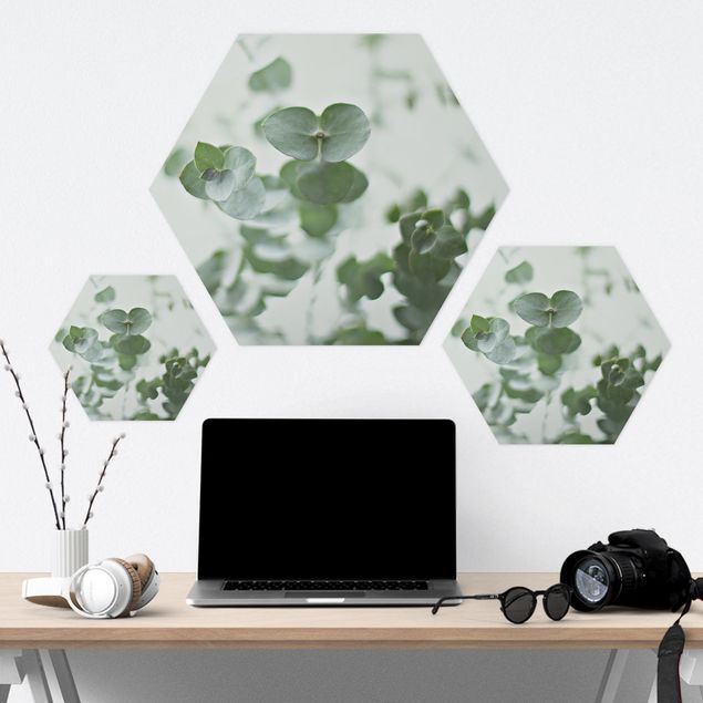 Hexagone en forex - Growing Eucalyptus