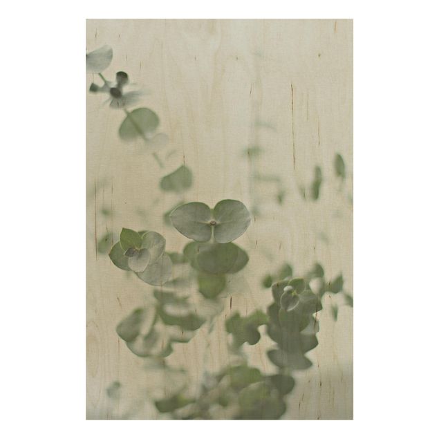Tableaux en bois avec fleurs Eucalyptus en pleine croissance