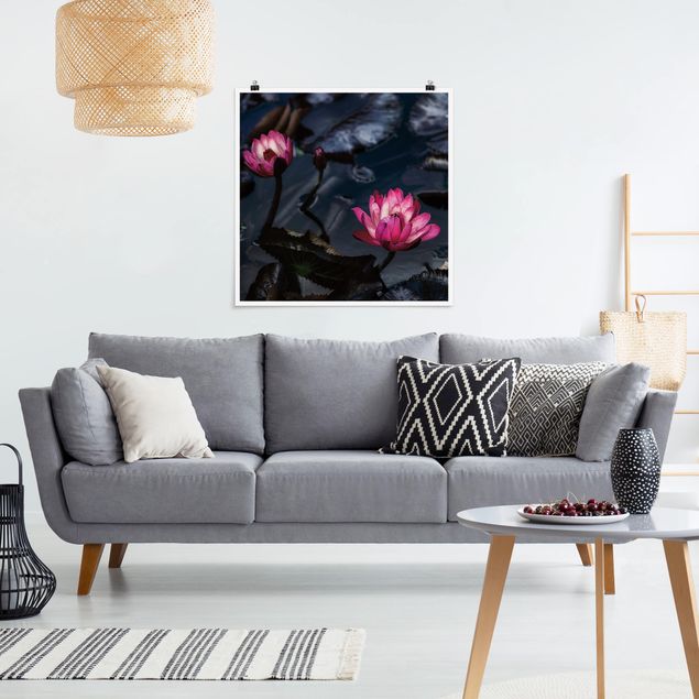 Posters fleurs Water lilies