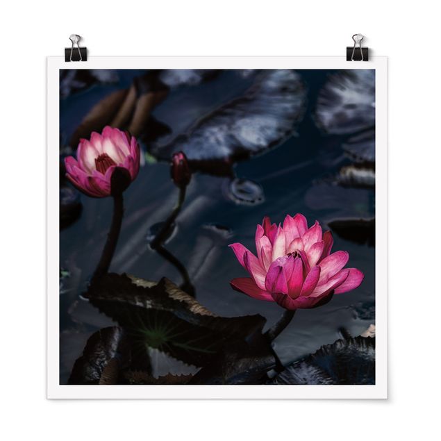 Tableau noir Water lilies