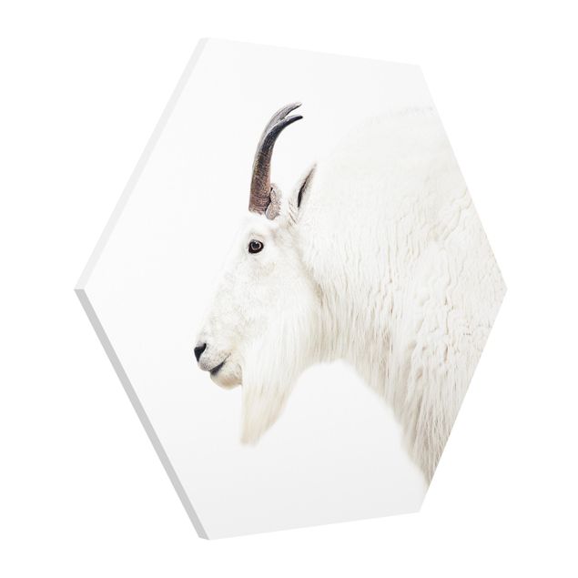Tableaux animaux Chèvre de montagne blanche