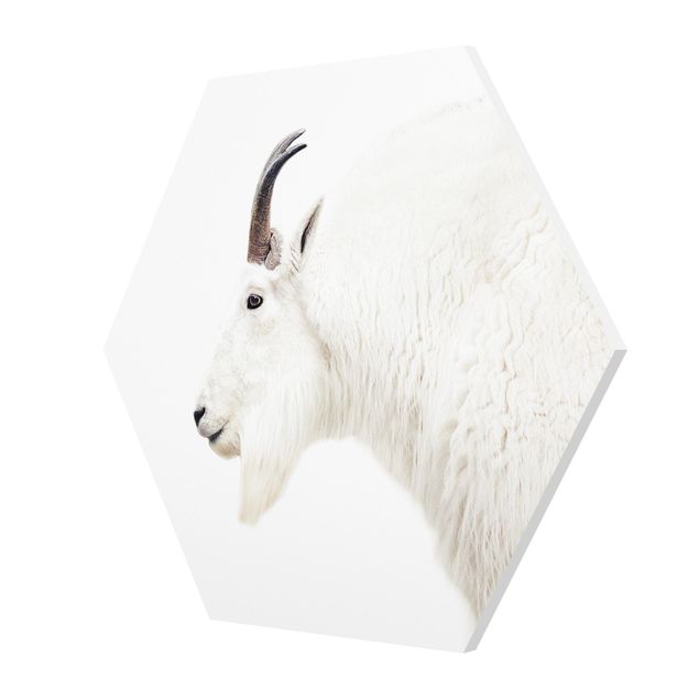 Tableaux Chèvre de montagne blanche