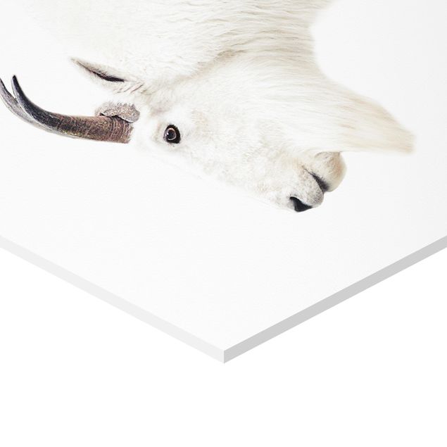 Hexagone en forex - White Mountain Goat