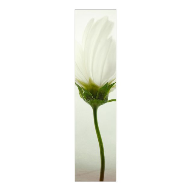 Panneaux coulissants avec fleurs Cosmos blanc