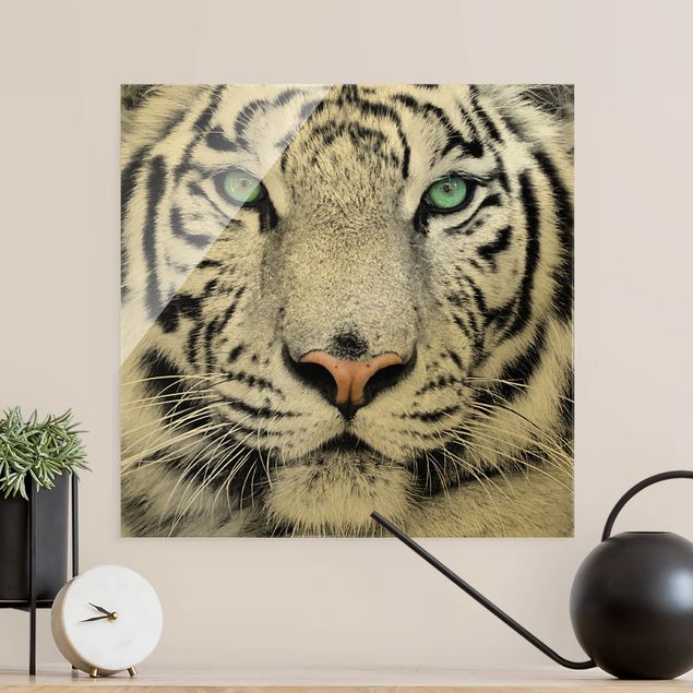 Tableau tigre Tigre Blanc