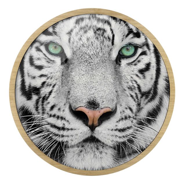 Tableau moderne Tigre Blanc