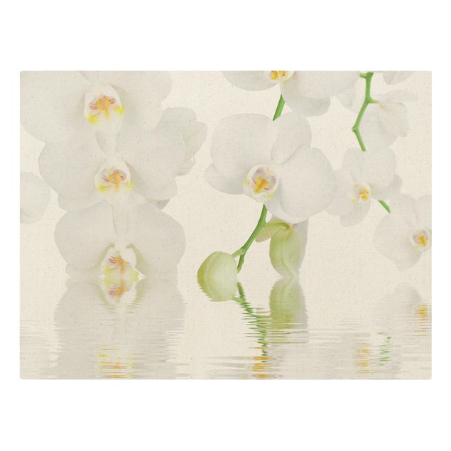 Tableaux fleurs Spa Orchid - Orchidée blanche