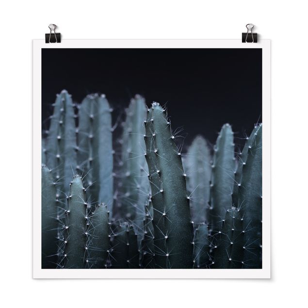 Poster fleurs Cactus du désert la nuit