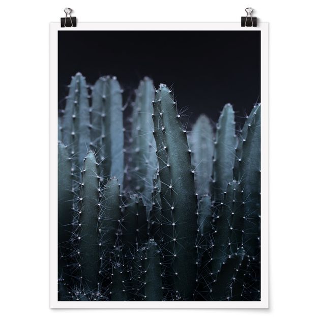 Poster fleurs Cactus du désert la nuit