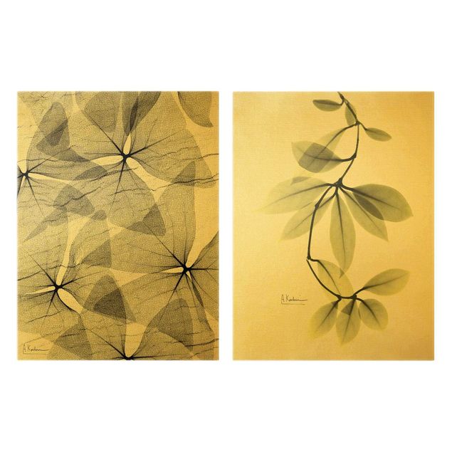 Tableaux muraux Rayons X - Faux trèfle et feuilles de Hoya