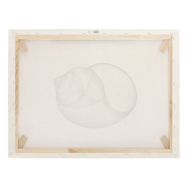 Tableau sur toile naturel - X-Ray - Big Periwinkles - Format paysage 4:3