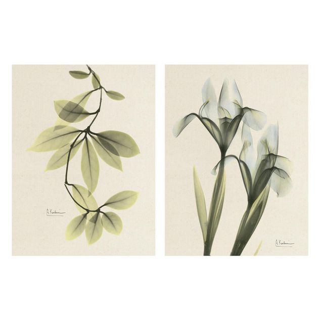 Tableaux Rayons X - Feuilles de Hoya & Iris