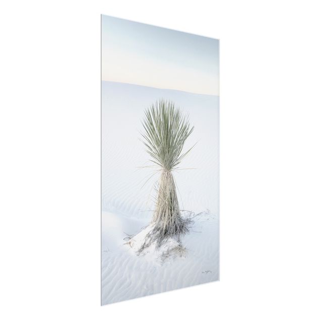 Tableau nature Yucca palm in white sand