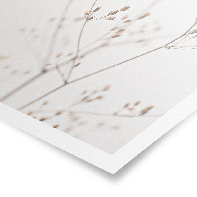 Tableaux muraux Gemmes délicates sur tige de fleurs blanches