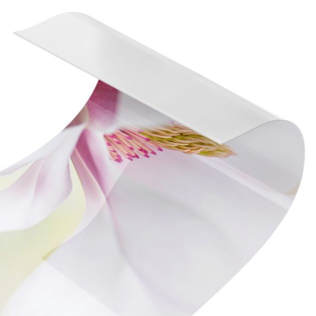crédence cuisine à coller Délicate fleur de magnolia