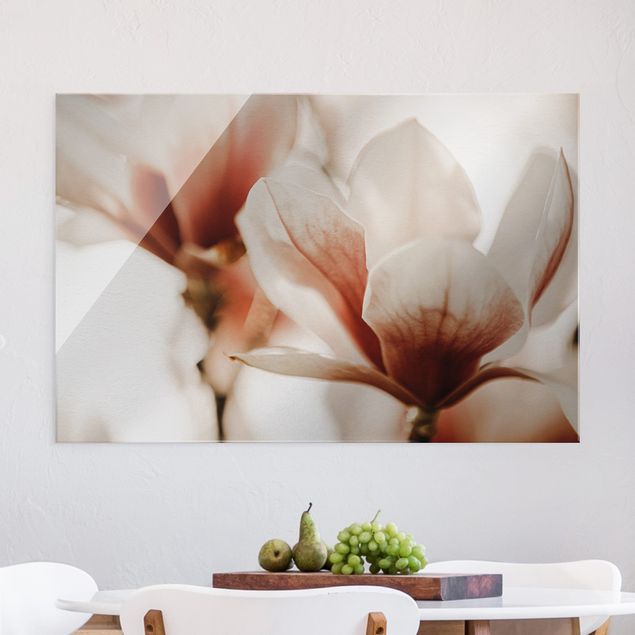 Décorations cuisine Délicates fleurs de magnolia dans un jeu d'ombres et de lumières
